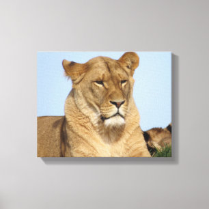 Mooie leeuw in de natuur canvas afdruk