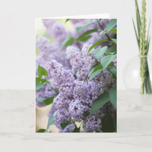 Mooie lente ouderwetse Lila blanco Kaart
