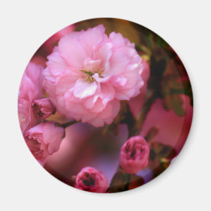 Mooie lente roze kersenbloesem magneet
