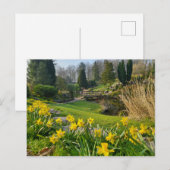 Mooie lentesaffodils briefkaart (Voorkant / Achterkant)