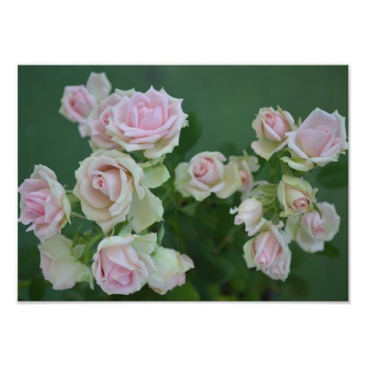 Mooie lichte roze rozen foto afdruk (Voorkant)