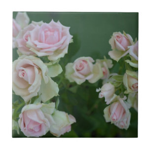 Mooie lichte roze rozen tegeltje