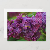 Mooie lila bloem briefkaart (Voorkant / Achterkant)