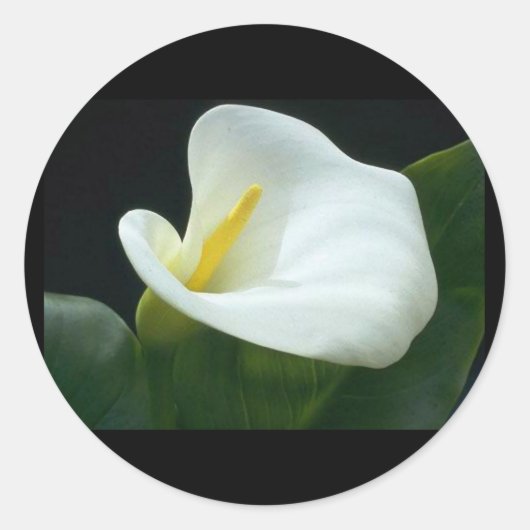 MOOIE LILY LETTER / CADEAU RONDE STICKER (Voorkant)