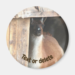 Mooie Llama Boerderij Dier Gepersonaliseerd Magneet