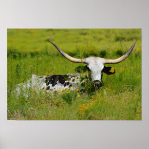 Mooie Longhorn-Koe in foto's van puin Poster