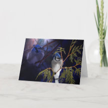 Mooie 'Love Blue Jay Wild Bird Card