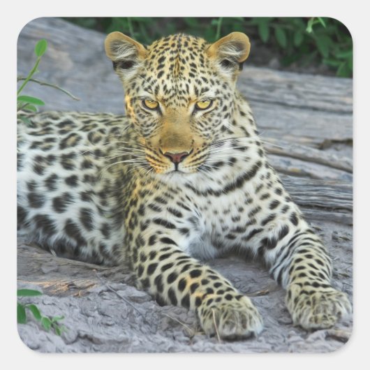 Mooie luipaard stickers (Voorkant)