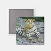 mooie luipaardmagneet magneet (Voorkant / Achterkant)