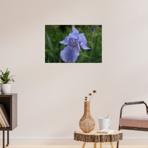 Mooie Maagdenpalm Iris Bloem Poster