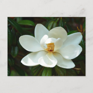 Mooie Magnolia boombloem Briefkaart