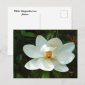 Mooie Magnolia boombloem Briefkaart (Voorkant / Achterkant)