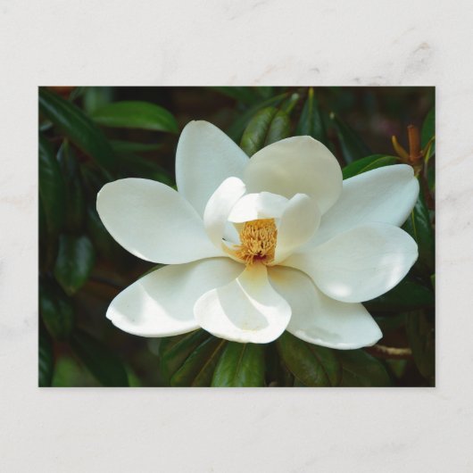 Mooie Magnolia boombloem Briefkaart (Voorkant)