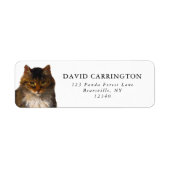 Mooie Maine Coon Cat Portret Schilderij Etiket (Voorkant)