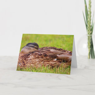 Mooie Mallard Duck krijgt goed Kaart