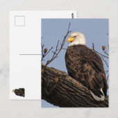 Mooie mama (Eagle) Briefkaart (Voorkant / Achterkant)
