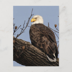 Mooie mama (Eagle) Briefkaart