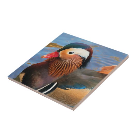 Mooie Mandarijnse Duck in de Pond Tegeltje (Zijkant)