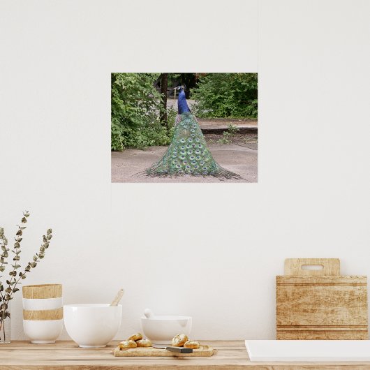 Mooie mannetjespauw poster (Keuken)