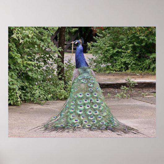 Mooie mannetjespauw poster (Voorkant)