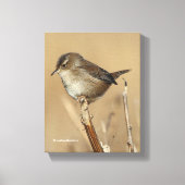 Mooie Marsh Wren Songbird in de moerassen Canvas Afdruk (Voorkant)