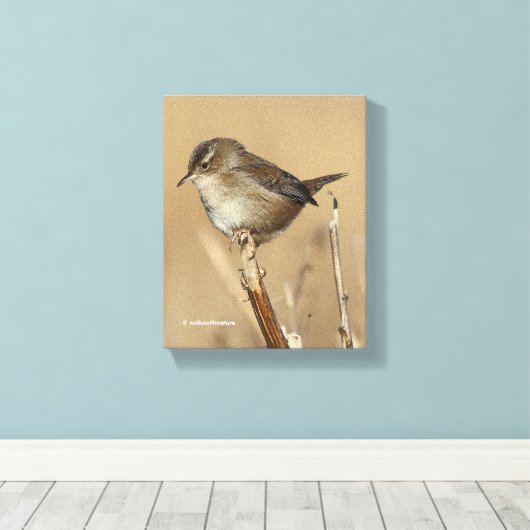 Mooie Marsh Wren Songbird in de moerassen Canvas Afdruk (Insitu (Houten vloer))