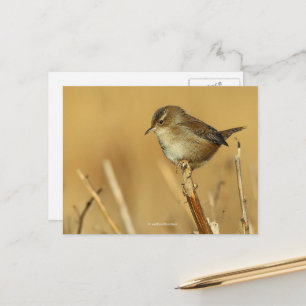 Mooie Marsh Wren Songbird in Reeds Briefkaart