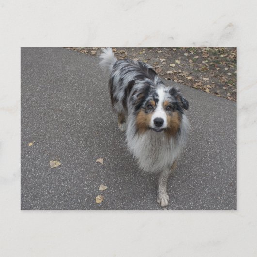 Mooie meerkleurige Aussie Briefkaart (Voorkant)