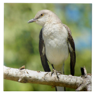 Mooie Mockingbird Tegel Tegeltje