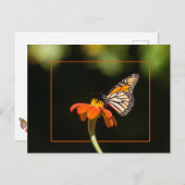 Mooie Monarch Butterfly Briefkaart (Voorkant / Achterkant)