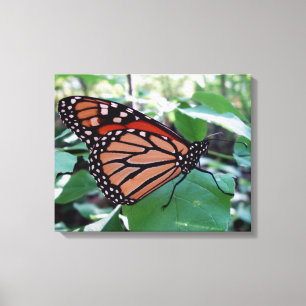 Mooie Monarch Butterfly Canvas Afdruk