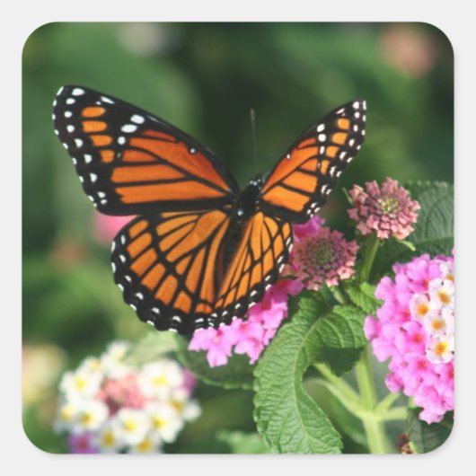 Mooie Monarch Butterfly Vierkante Sticker (Voorkant)