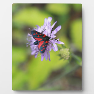 Mooie Moth Fotoplaat