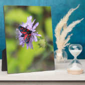 Mooie Moth Fotoplaat (Zijkant)