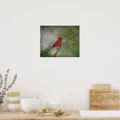 Mooie Mr Cardinaal Poster (Keuken)