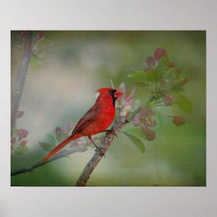 Mooie Mr Cardinaal Poster