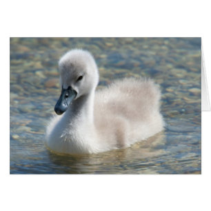 Mooie Mute Swan Ducking