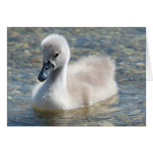 Mooie Mute Swan Ducking
