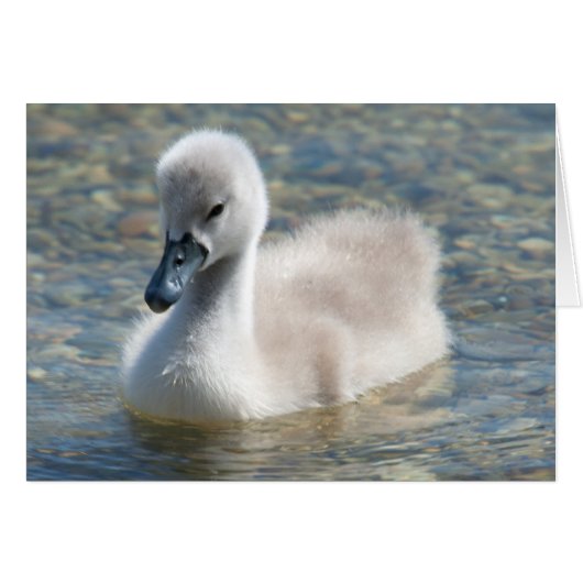 Mooie Mute Swan Ducking (Voorkant Horizontaal)