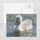 Mooie Mute Swan Ducking Briefkaart (Voorkant / Achterkant)