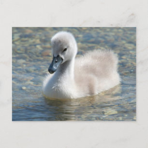 Mooie Mute Swan Ducking Briefkaart