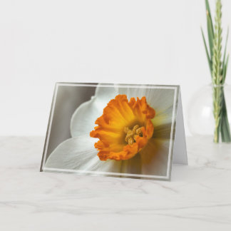 Mooie Narcissus Bloei Macro Kaart