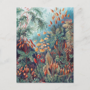 Mooie Natuur - Mosses Briefkaart