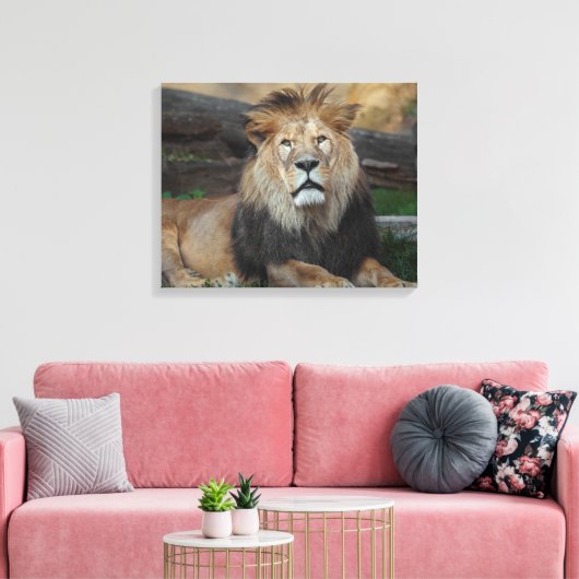 Mooie Noord-Afrikaanse leeuwerij Canvas Afdruk (Insitu (Woonkamer))