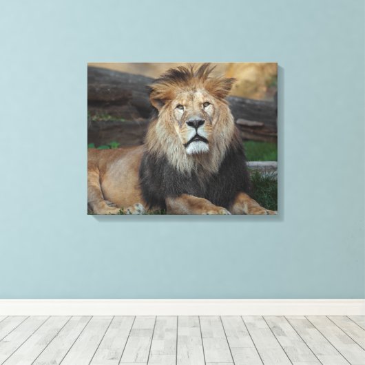 Mooie Noord-Afrikaanse leeuwerij Canvas Afdruk (Insitu (Houten vloer))