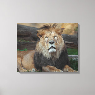 Mooie Noord-Afrikaanse leeuwerij Canvas Afdruk
