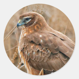 Mooie noordelijke Harrier Hawk in de moerassen Ronde Sticker