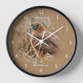 Mooie noordelijke Harrier Hawk in Marsh (Voorkant)