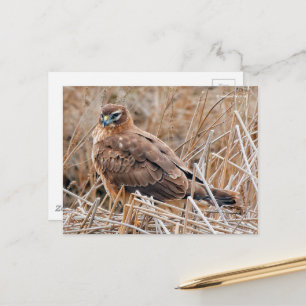 Mooie noordelijke Harrier Hawk in Marshes Briefkaart