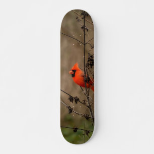 Mooie noordelijke kardinaal skateboard